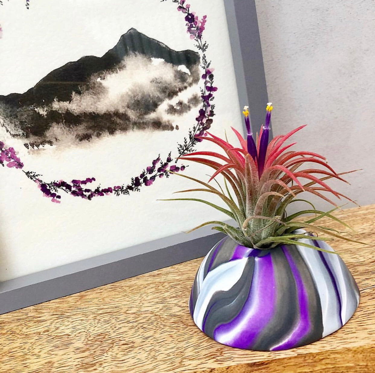 Custom colour Air Plant holder display dome