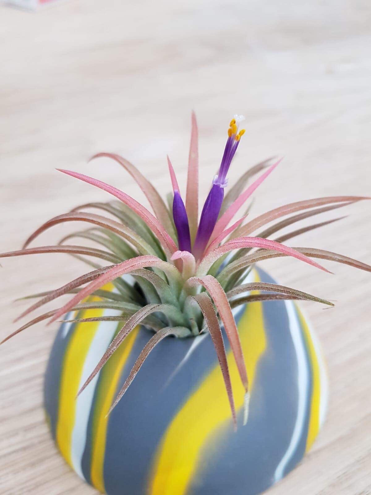 Custom colour Air Plant holder display dome